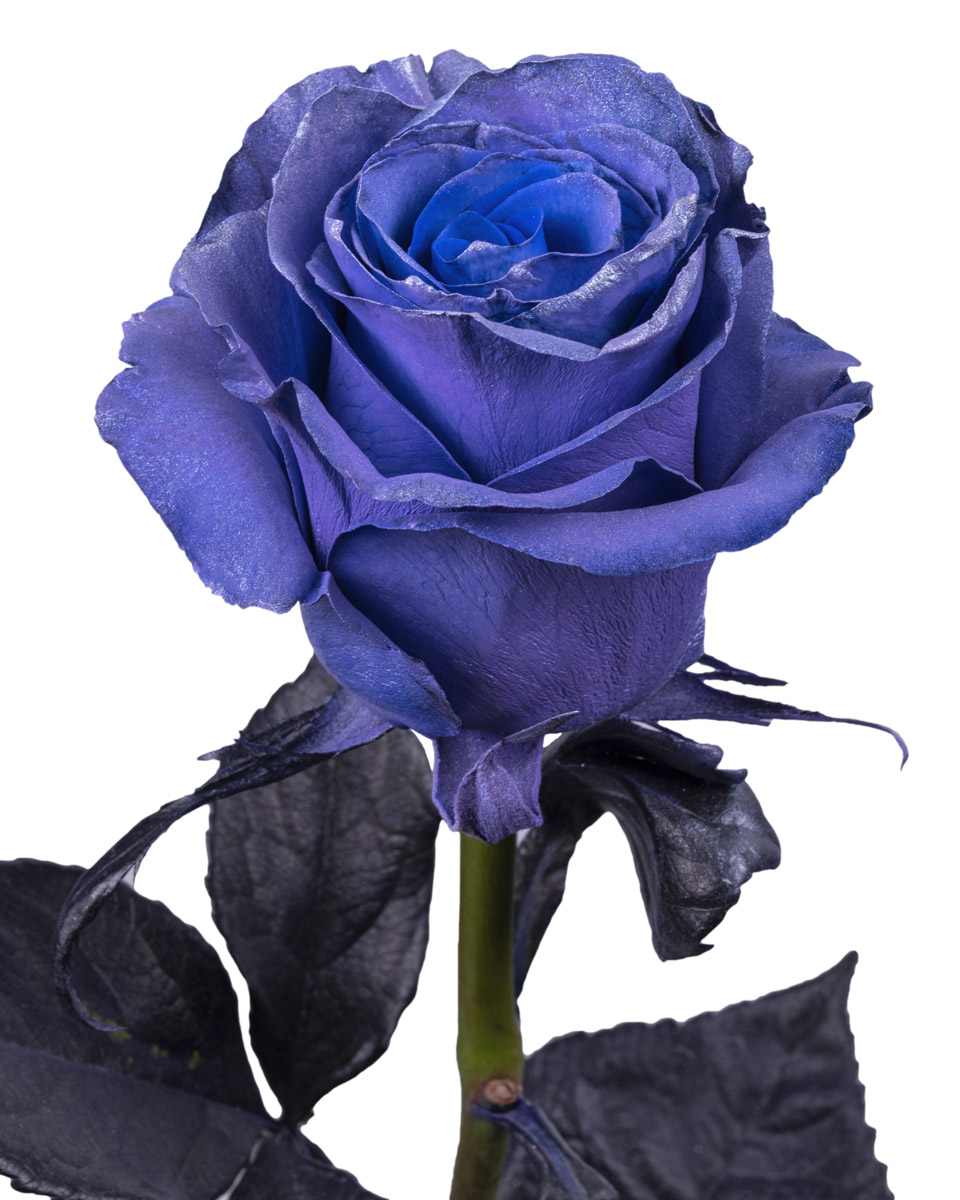 Blue Lavender Pearl